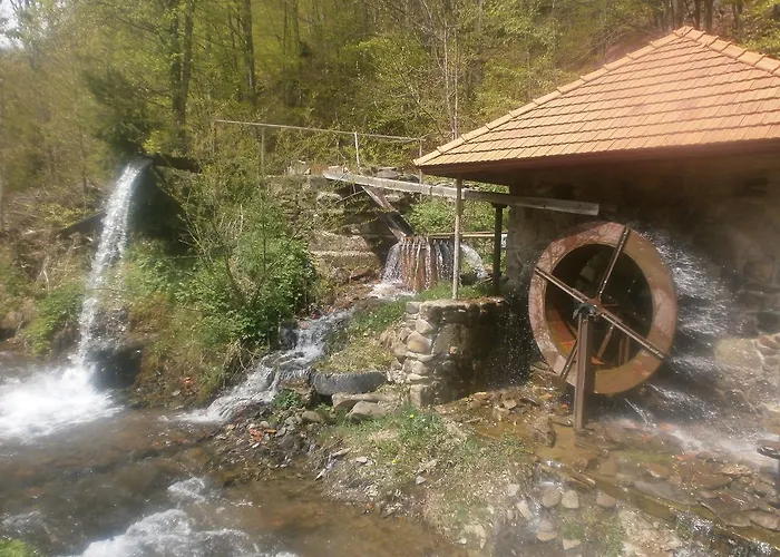 лісовий * Bukovets
